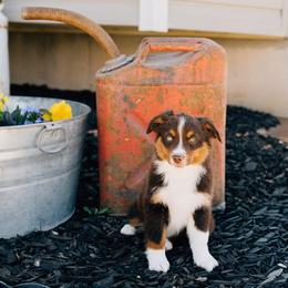 Gary - Red tri male Miniature Australian Shepherd puppy in Enoch, Utah from Twisted H Aussies
