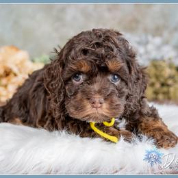 Emerald - Brown and tan female Cockapoo puppy in Connersville, Indiana from Deaz Doodle Ranch