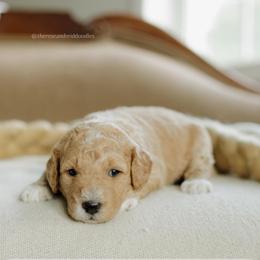 Carol - Apricot female Goldendoodle puppy in Hiddenite, North Carolina from Rose and Reid Doodles