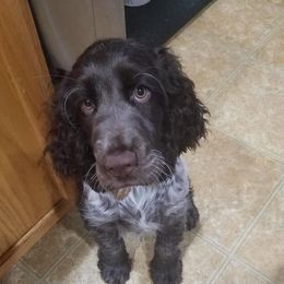 English Springer Spaniels from Prairie Lane Springer Spaniels