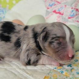 Robin - Blue merle female Aussiedoodle puppy in Missouri from B&M Cottonwood Canines