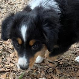 Micah - Black tri male Toy Australian Shepherd puppy in Lumberton, Mississippi from Talowah Aussies