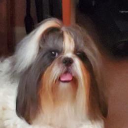 Gizmo - Shih Tzu