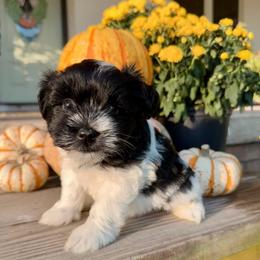 Lacey - Black female Miniature Schnauzer puppy in Silver Creek, Mississippi from Mamie’s Minis, LLC