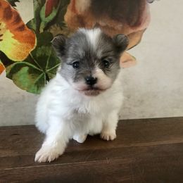 Pomeranian Puppies from POMS USA