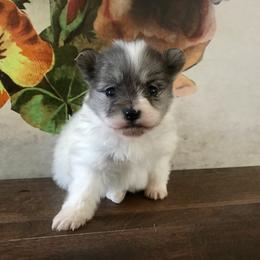 Pomeranian Puppies from POMS USA