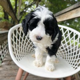 Willie - Black male Australian Labradoodle puppy in Wamego, Kansas from Doodles of Oz