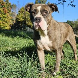 Lovely - Alapaha Blue Blood Bulldog
