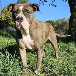 Lovely - Alapaha Blue Blood Bulldog