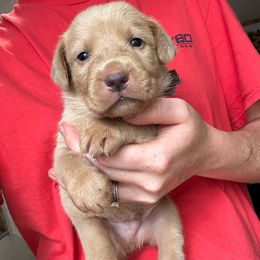 Brown Collar (champagne male) - Yellow male Labrador Retriever puppy in South Carolina from Southern Pine Labradors