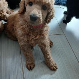 Pink - Apricot female Poodle puppy in Big Rapids, Michigan from Meeker's Ridge Standard Poodles