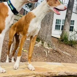 Ibizan Hound All Grown Up from Acires Ibizan Hounds