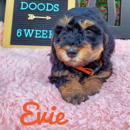 Goldendoodle and Poodle Puppies from Ben's Best Buddy Goldendoodles