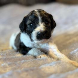 Jonah - Parti male Goldendoodle puppy in Jacksonville, Florida from Dandelion Doodles