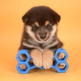 Chey -FULL REGISTRATION INCLUDED- - Black and tan female Shiba Inu puppy in Neosho, Missouri from Kenny Cave K9s
