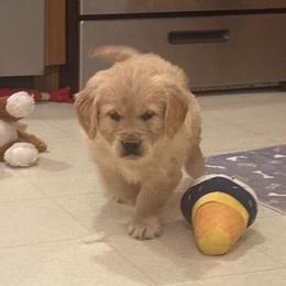 Rosie - Golden female Golden Retriever puppy in Grant County, Indiana from On The Sunny Side Pavey Farms