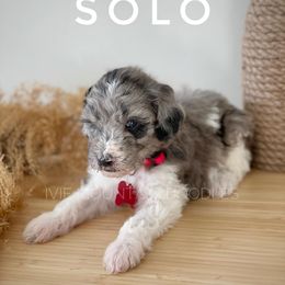 Goldendoodle Puppies from Ivie Mountain Doodles