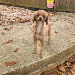 Bonnie - Poodle