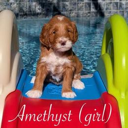 Amethyst - Red  female Goldendoodle puppy in Beverly Hills, Florida from Bundle of Joy Doodles