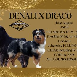 Miniature Australian Shepherd puppies from Quartz Creek Aussies