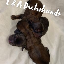 Dachshund Puppies from L & A Dachshunds