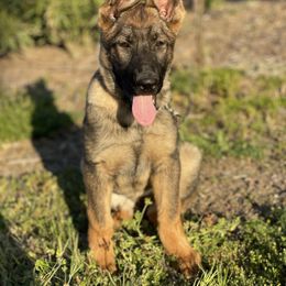 Dachshund and German Shepherd Puppies from Zwinger vom Donau-Ries