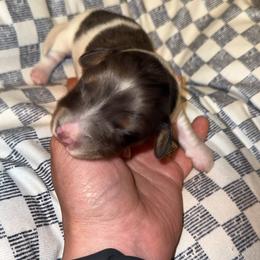 Dachshund Puppies from Alyson’s Dachshunds