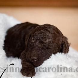 Rebecca - Brown female Poodle puppy in Greenville, North Carolina from Grace Poodles