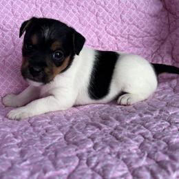 Girl 1 - Tri-color female Jack Russell Terrier puppy in Robstown, Texas from Smokin Pistol Jack Russell Terriers