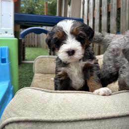 Bernedoodle, Poodle, and Saint Berdoodle Puppies from Myt fine doodles