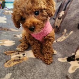Rosie - Red  female Poodle puppy in Richmond, Missouri from Natalie's Happy Fur Paw's