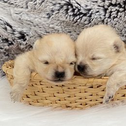 Pomeranian and Pomsky Puppies from High Quality Pomeranians