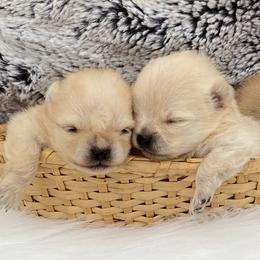 Pomeranian and Pomsky Puppies from High Quality Pomeranians