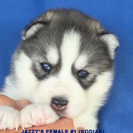 JAZZY'S FEMALE 1 - Black and white female Siberian Husky puppy in Manilla, Iowa from Bruck's Siberian Huskies