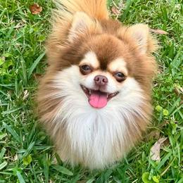 Winston - Chihuahua