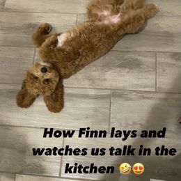 Goldendoodle Puppies from High Desert Mini Doodles