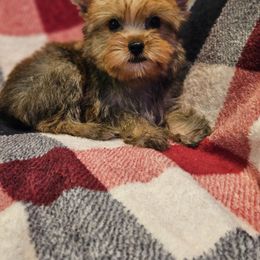 Yorkshire Terrier Puppies from Monique Davila