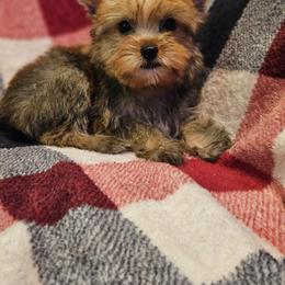 Yorkshire Terrier Puppies from Monique Davila