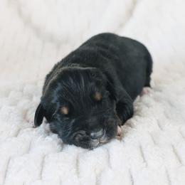 Boy 1 - Black tri-color male Australian Shepherd puppy in Yakima, Washington from Naches Heights Ranch