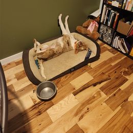 Border Collie Puppies from Cullins Collies