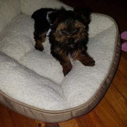 Yorkshire Terriers from Kirah Pups inc.