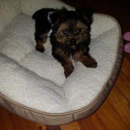 Yorkshire Terriers from Kirah Pups inc.