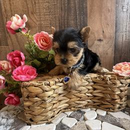 Romeo - Black and tan male Yorkshire Terrier puppy in Howe, Oklahoma from Ray Holder