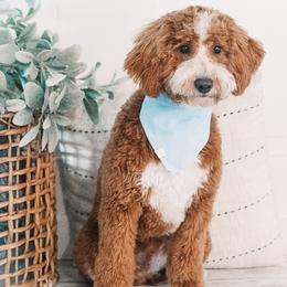 Brim - Goldendoodle