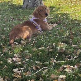 Emma - Golden Retriever