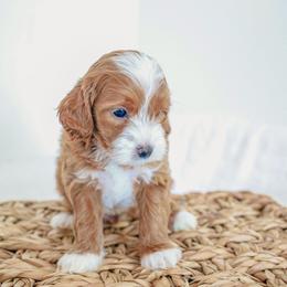 Goldendoodle Puppies from K Farm Doodles