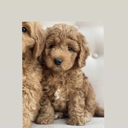 Bernedoodle and Goldendoodle Puppies from Doodle Bliss