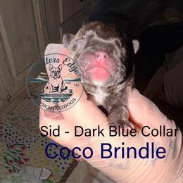Sid - Brindle male French Bulldog puppy in Strunk, Kentucky from Waters Edge French Bulldogs LLC