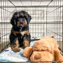Bernedoodle and Bernese Mountain Dog Puppies from Central Wisconsin Bernedoodles