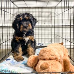 Bernedoodle and Bernese Mountain Dog Puppies from Central Wisconsin Bernedoodles